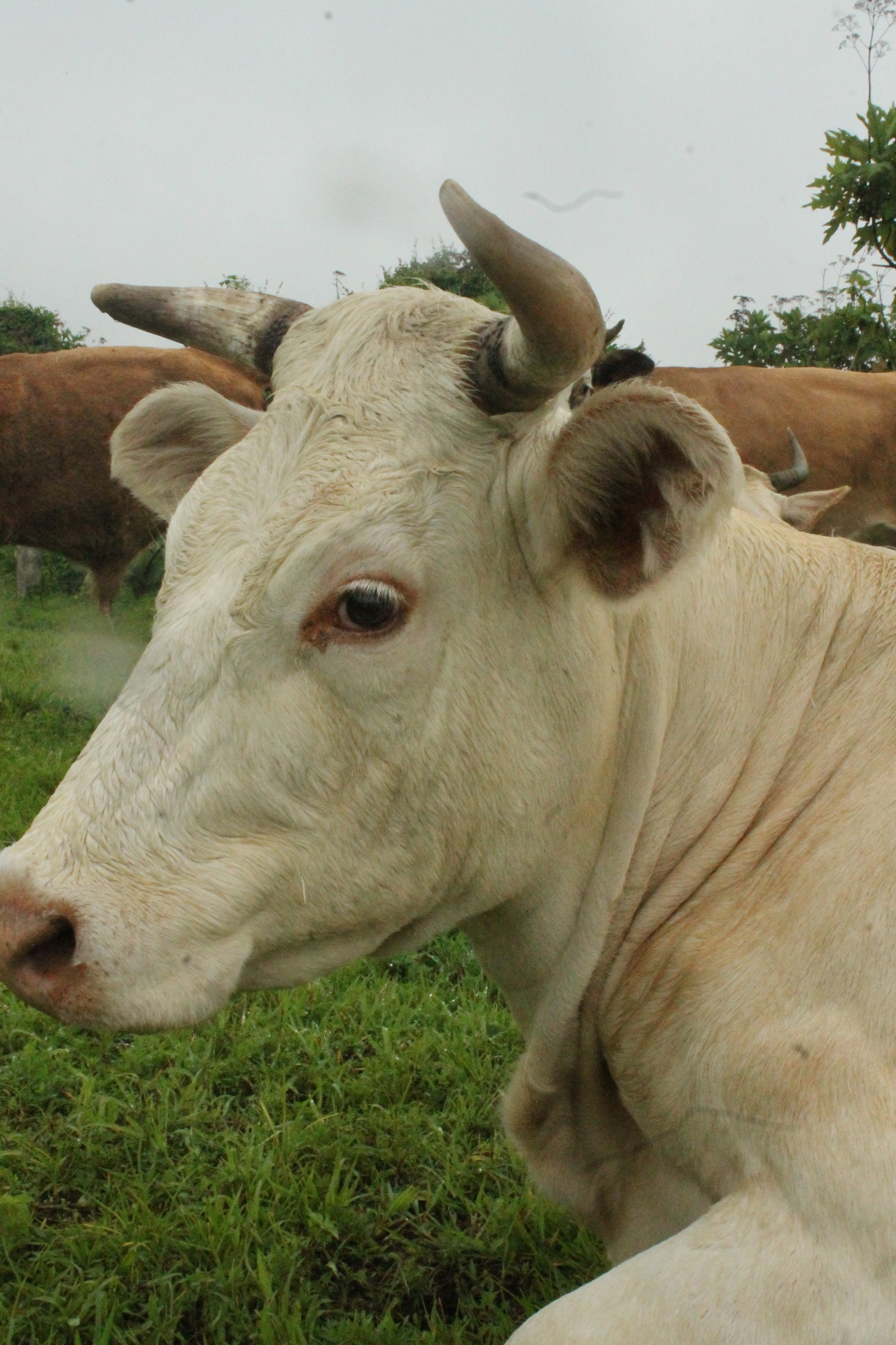 Vaca en pastoreo