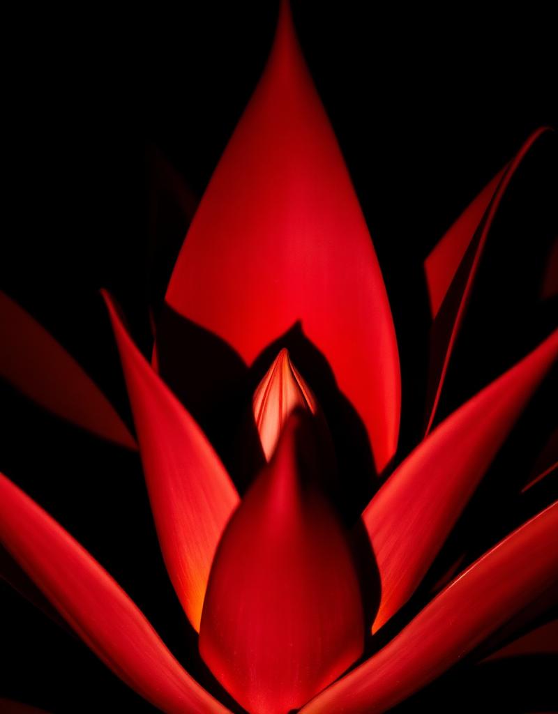 Corazón